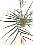 Ph. tortum XXL