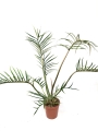 Ph. tortum XXL