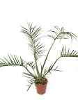 Ph. tortum XXL