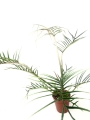 Ph. tortum XXL