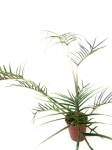 Ph. tortum XXL