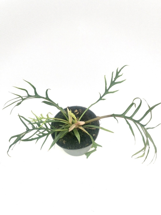 Philodendron tortum XL - przykładowa roślina