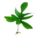 Philodendron pedatum cięty węzeł