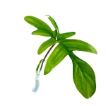Philodendron pedatum cięty szczyt