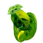 Maranta leuconeura kerchoveana variegata