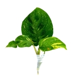 Maranta leuconeura kerchoveana variegata