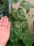 Monstera adansonii "Monkey Mask" - matecznik