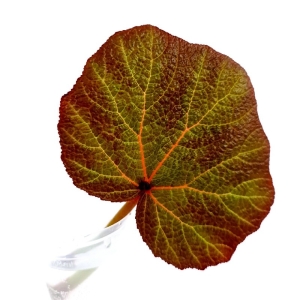 Begonia Turtle (Boomer) - cięty węzeł
