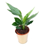 Strelitzia reginae - M