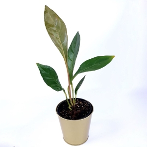 Anthurium elipticum
