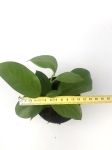Hoya australis - rozmiar M