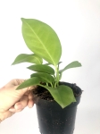 Hoya australis - rozmiar M