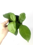 Hoya australis - rozmiar M