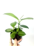Hoya australis - rozmiar M