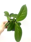 Hoya australis - rozmiar M
