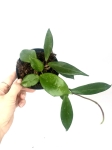Hoya dark red - rozmiar M