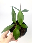 Hoya dark red - rozmiar M