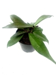Hoya dark red - rozmiar M