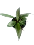 Hoya dark red - rozmiar M