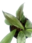 Hoya dark red - rozmiar M
