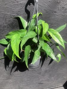 Epipremnum pinnatum blue form