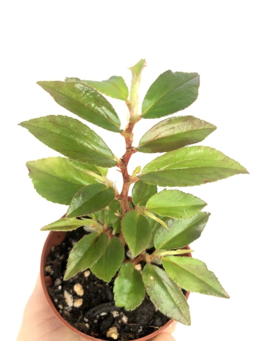 Begonia fuchsioides