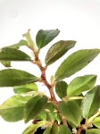 Begonia fuchsioides