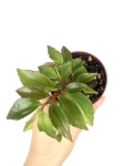 Begonia fuchsioides