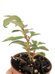 Begonia fuchsioides