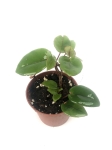Begonia schulzei - S