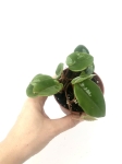 Begonia schulzei - S