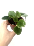 Begonia schulzei - S