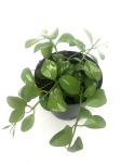 Dischidia sp. Geri
