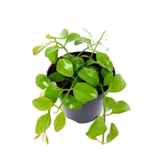 Dischidia sp. Geri