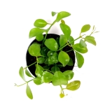 Dischidia sp. Geri