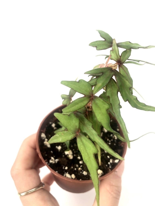 Begonia dregei tripartita