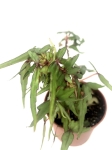 Begonia dregei tripartita