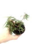 Begonia dregei tripartita
