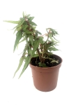Begonia dregei tripartita