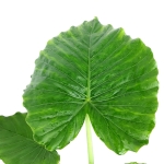 Alocasia gageana California