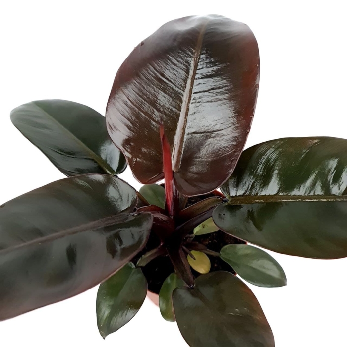 Philodendron Black Cardinal - zdjęcie poglądowe gatunku