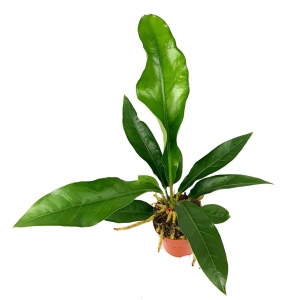 Anthurium Jungle Bush