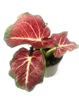 Caladium Freja - zdjęcie poglądowe gatunku