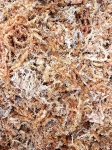 Mech sphagnum