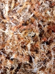 Mech sphagnum