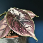 Alocasia Azlanii