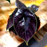 Alocasia Azlanii - przykładowa roślina