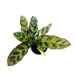 Calathea lancifolia S