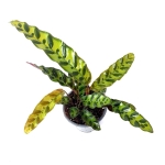 Calathea Lancifolia M