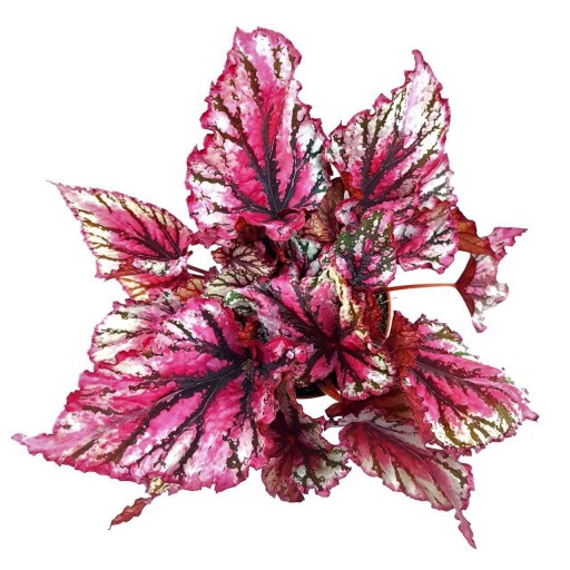 Begonia Lambada XL